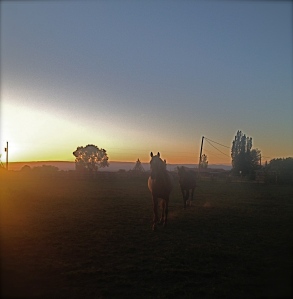truchas dawn w horses_2_2